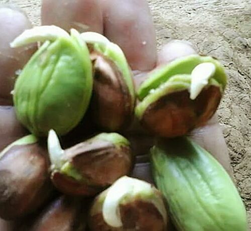 Stinky Beans Parkia speciosa (1)