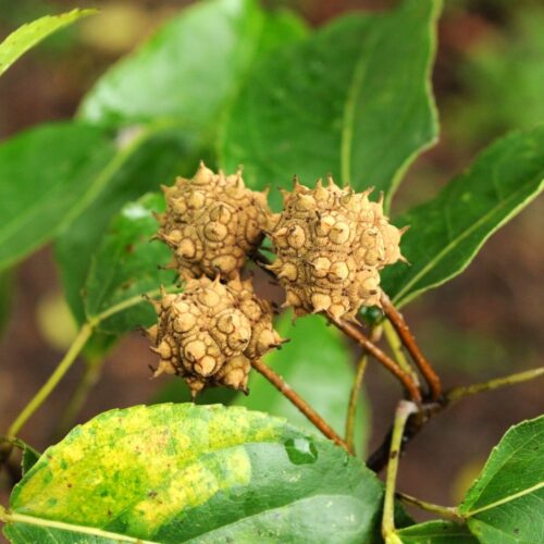 Altingia excelsa (2)