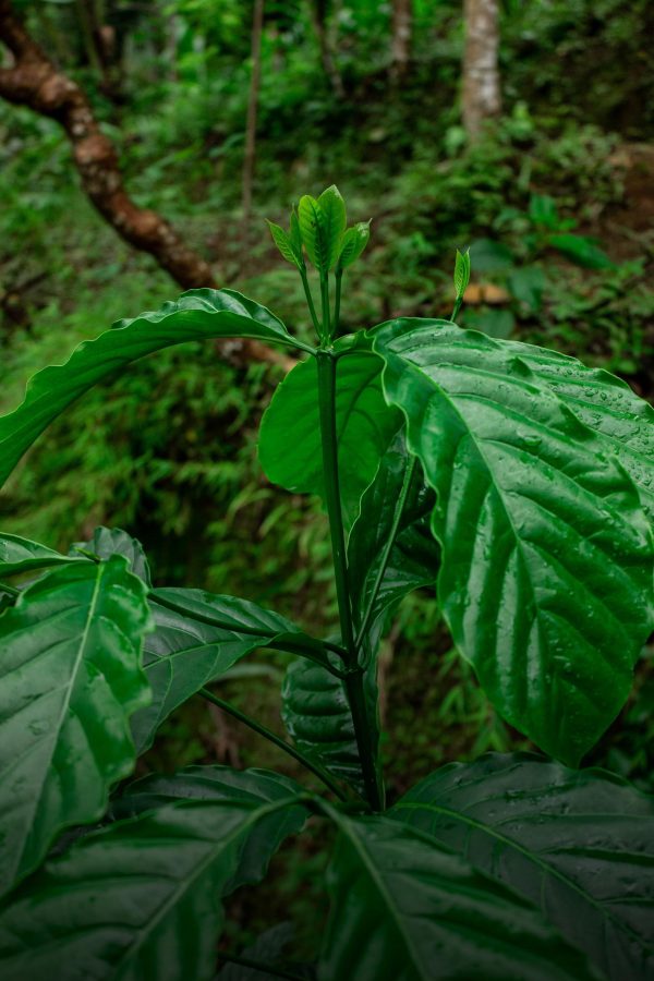 Coffee (Coffea, Sp)
