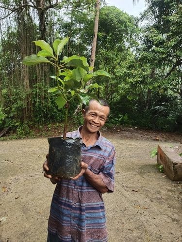 Best Charities where You Can Donate Trees for the Environment