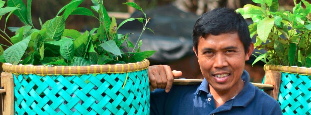 Tips to Plant Trees at Home