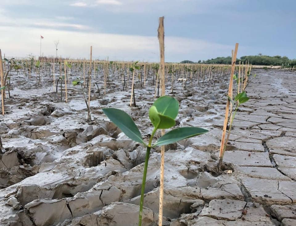 planting mangrove inspire more locals to plant more mangrove trees