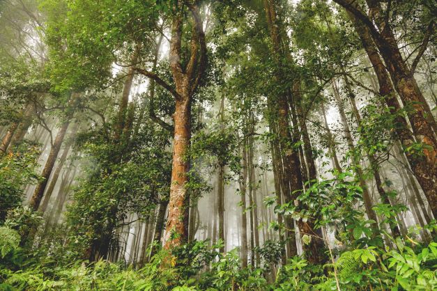 Indonesia forest cover is one of the largest in the world and a significant proportion of the world's remaining virgin forest stands.