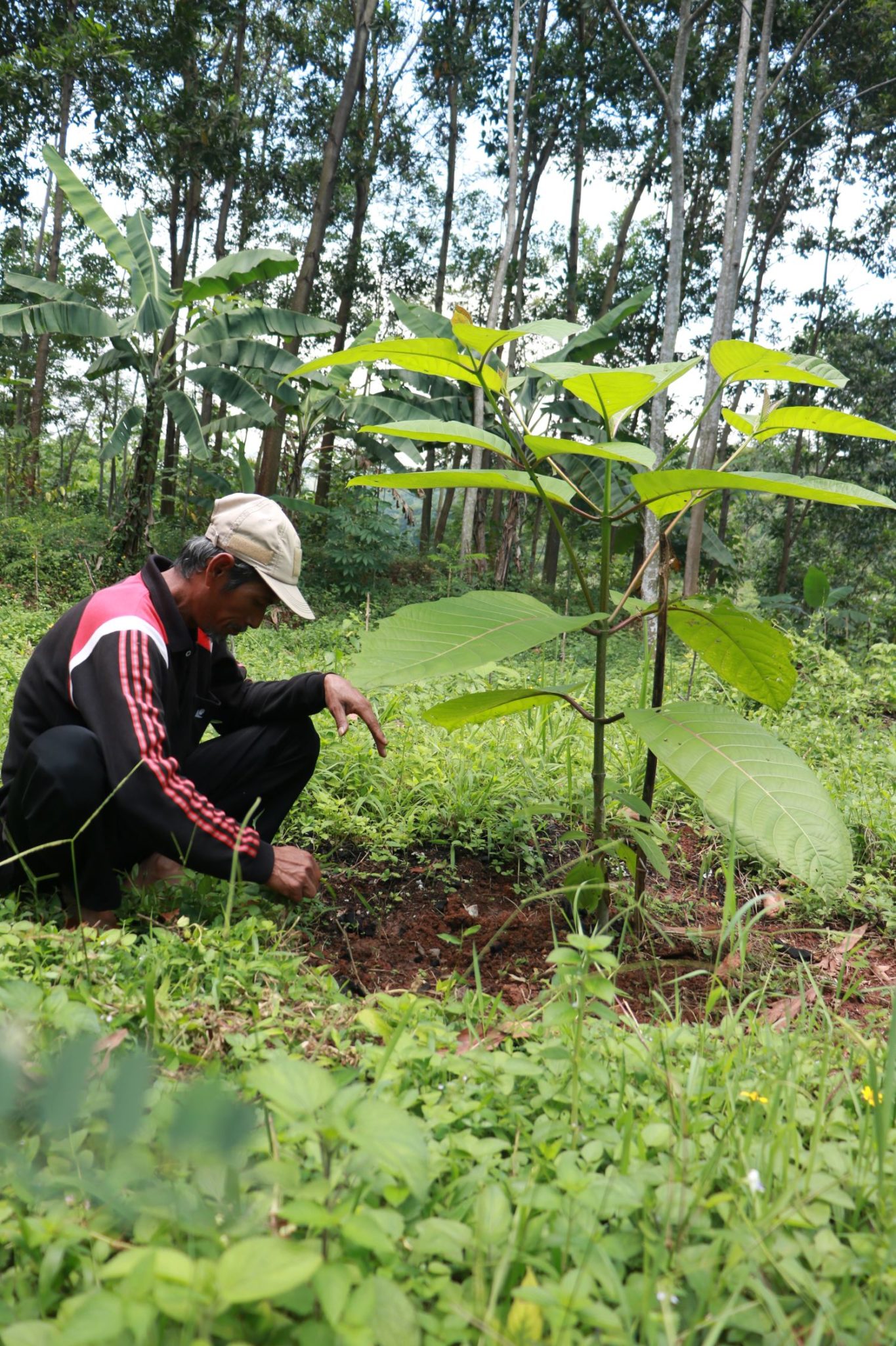 Rohmanudin’s Vision: Why Planting Trees is a Better Legacy Than Selling Land