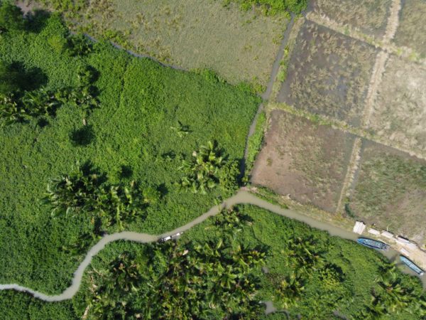 Restoring mangrove in Ujung Alang Cilacap