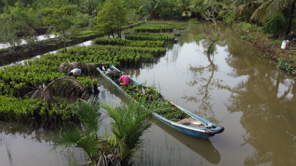 Mangrove planting in Cilacap