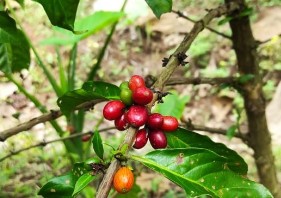 Ripe coffee cherries add color to the fields in Kalirejo