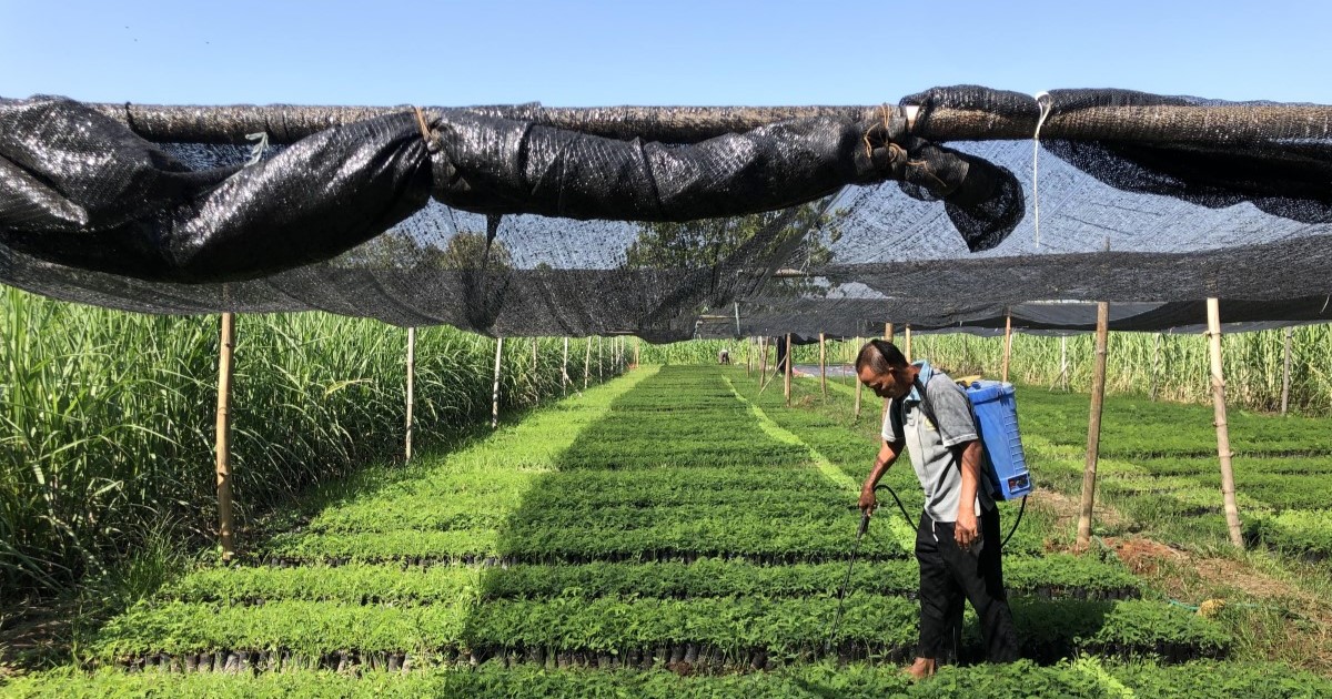 Pemupukan bibit sengon_persemaian pati_20230801_Trees4Trees