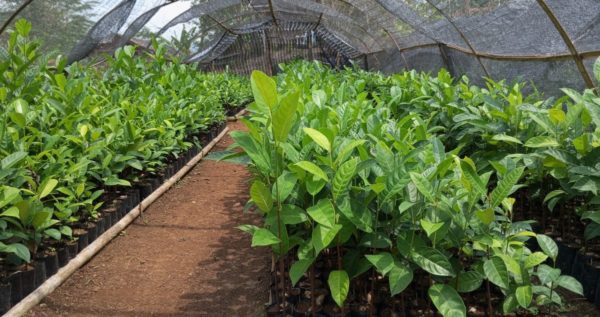 Nursery Highlights: Growing Multi-purpose Trees Species