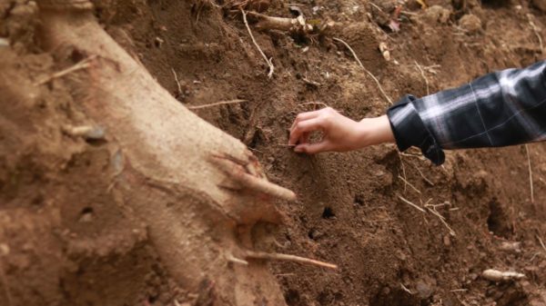 Weathering the Storm