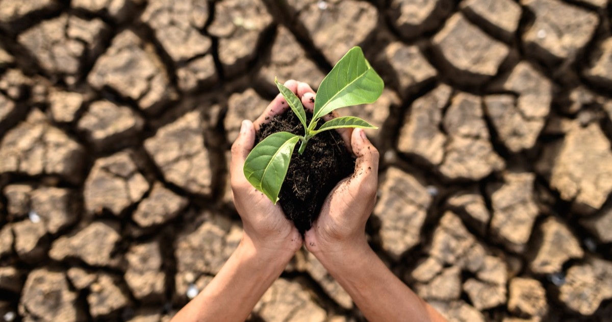 drought during el nino_trees4trees