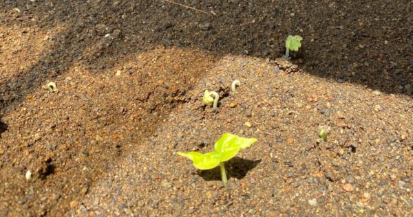 Growing Multi-purpose Trees Species