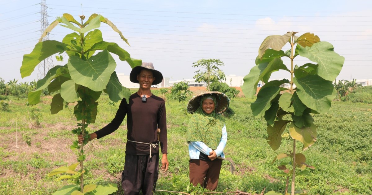 Reforestation_urban forest_trees4trees