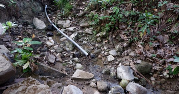 Taking the Next Step: Trees4Trees’ Planting Season 2023-2024