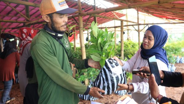 Tree distribution process in West Java