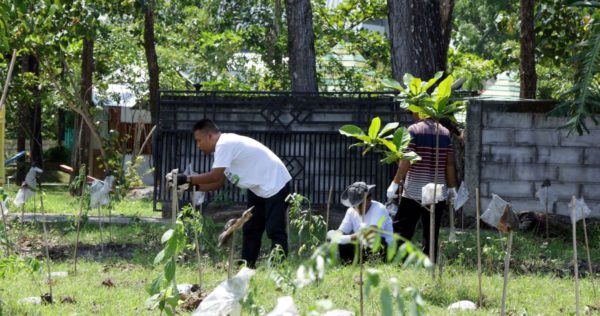 Tree planting in Bojonegoro