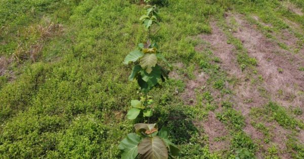 CSR Tree Planting event