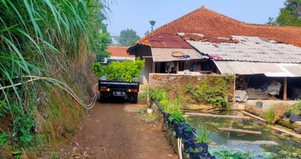 car and tree seedling