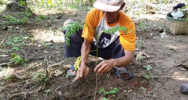 Conserve Water by planting trees