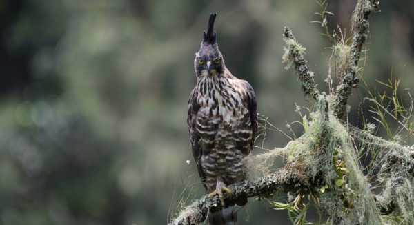 Javan hawk-eagle (Elang Jawa)