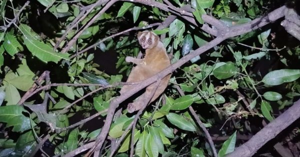 10 Iconic Flora & Fauna of the Citarum River Basin