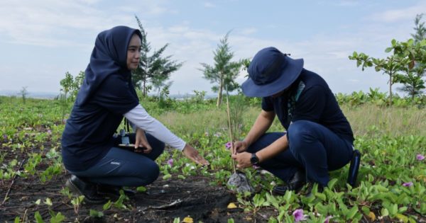 mangrove planting