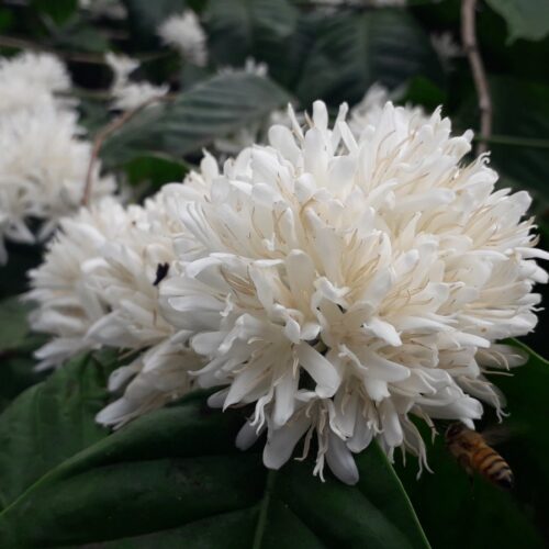 Robusta Coffee Tree (1)