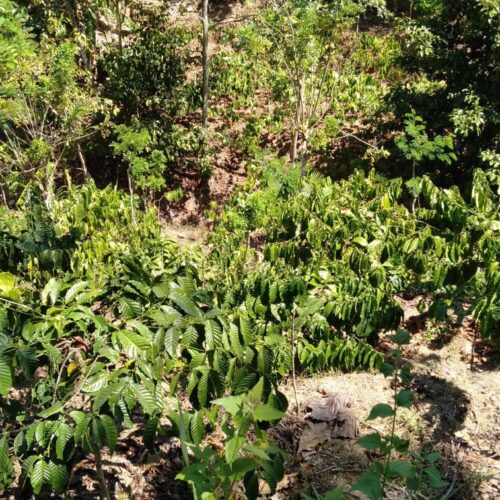 Robusta Coffee Tree (3)