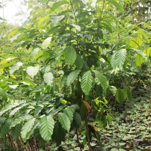 module:29facing:0; ?hw-remosaic: 1; ?touch: (0.5462963, 0.5462963); ?modeInfo: ; ?sceneMode: Auto; ?cct_value: 6100; ?AI_Scene: (-1, -1); ?aec_lux: 278.8856; ?hist255: 0.0; ?hist252~255: 0.0; ?hist0~15: 0.0; ?module:29facing:0;
hw-remosaic: 1;
touch: (0.5462963, 0.5462963);
modeInfo: ;
sceneMode: Auto;
cct_value: 6100;
AI_Scene: (-1, -1);
aec_lux: 278.8856;
hist255: 0.0;
hist252~255: 0.0;
hist0~15: 0.0;