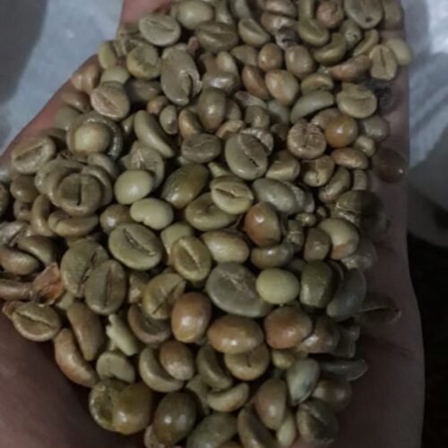 Robusta Coffee Tree (5)