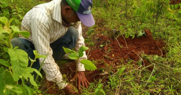 Expanding Green Spaces: Urban Forestry