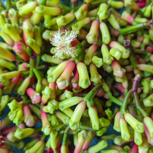 Clove (Cengkeh) Slide 2_