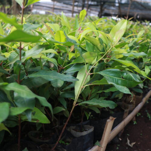 Clove (Cengkeh) Slide 5_