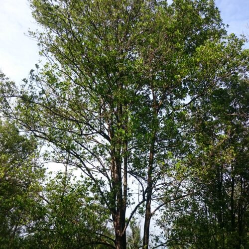 Clove (Cengkeh) Slide 8_