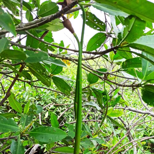 Rhizopora Apiculata (10)