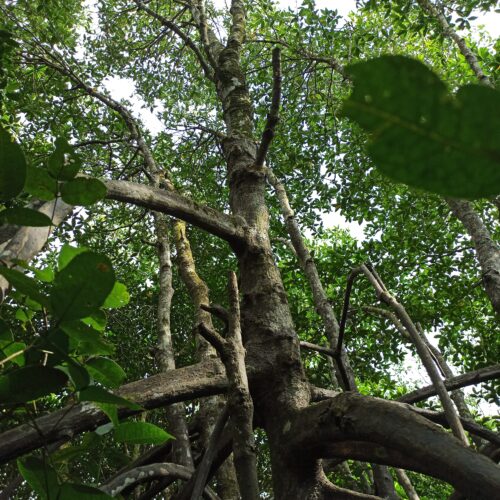 Rhizopora Apiculata (13)