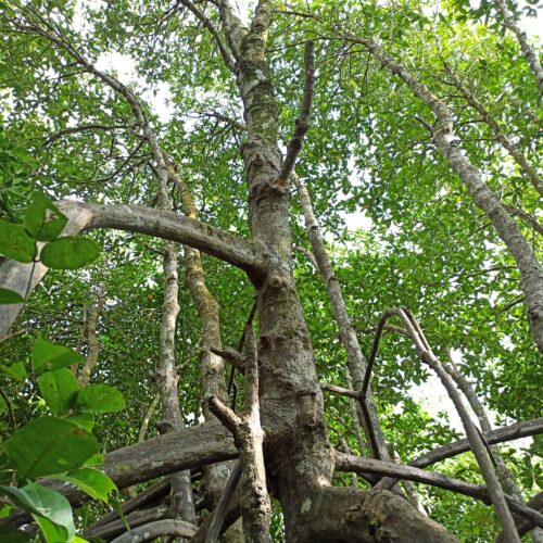 Rhizopora Apiculata (3)