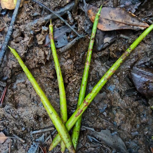 Rhizopora Apiculata (4)