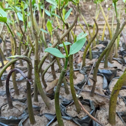 Rhizopora Apiculata (6)