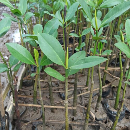 Rhizopora Apiculata (8)