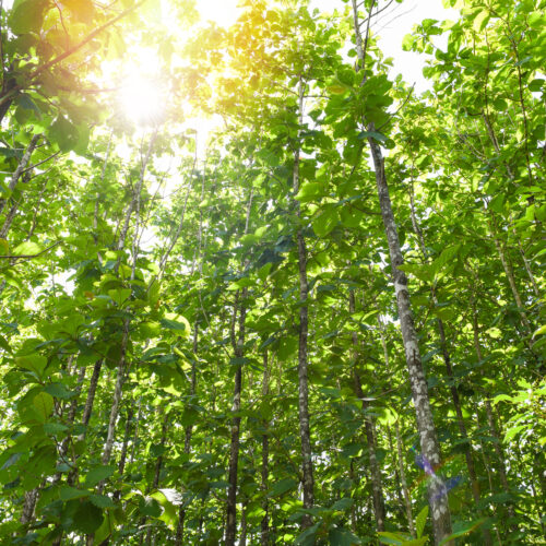 Teak tree agricultural in plantation teak field plant with green leaf / sunlights forest of fresh green deciduous trees framed by leaves with the sun warm rays through the the foliage