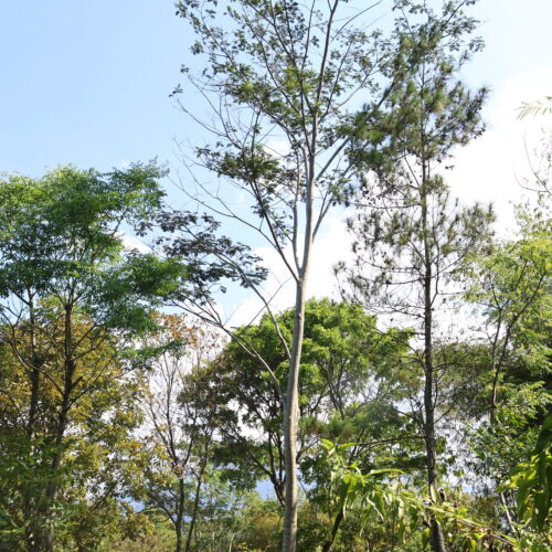moluccan albizia (1)