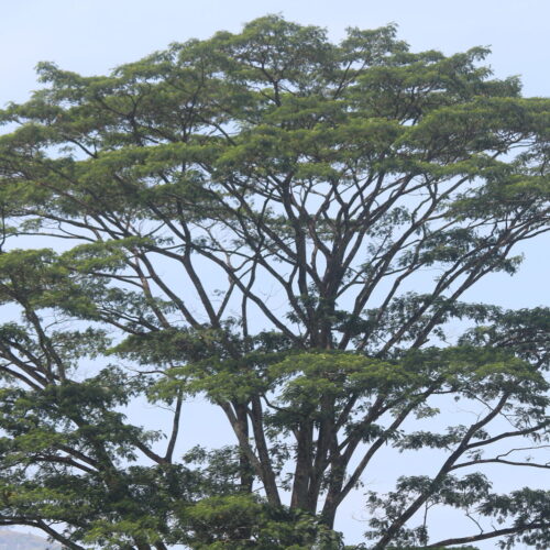 moluccan albizia (Sengon) (1)