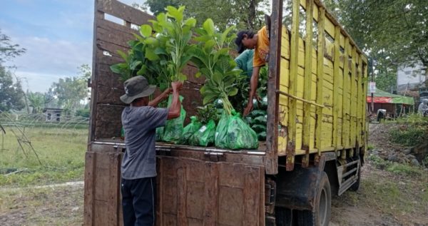 Strengthening Green: Trees4Trees Planting Season 2025–2026