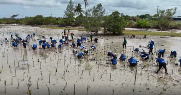 Restoring mangrove