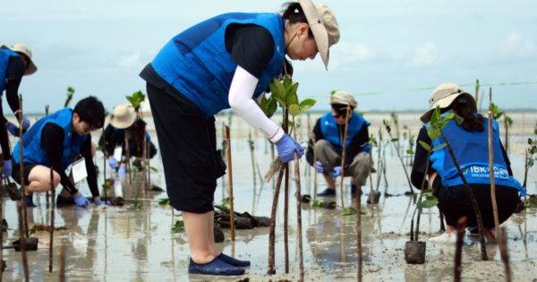 Restoring mangrove