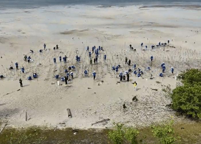 Restoring mangrove